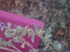 Atriplex coulteri