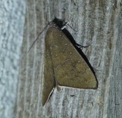 Anomis illita