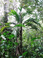 Bactris barronis