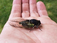 Neotibicen lyricen engelhardti