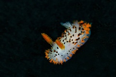 Crimora coneja
