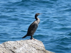 Gulosus aristotelis desmarestii