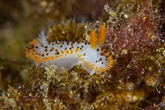 Crimora coneja