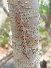 Amaral's Brazilian Gecko photo 4