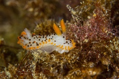 Crimora coneja