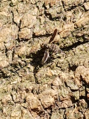 Callopistromyia strigula