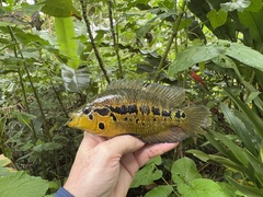 Monarch Cichlid photo 1