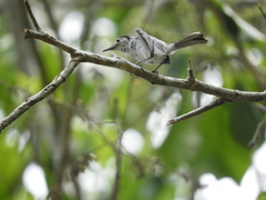 Polioptila bilineata