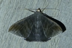 Sphacelodes vulneraria