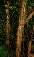 Bactris maraja