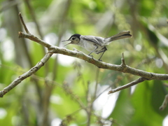 Polioptila bilineata
