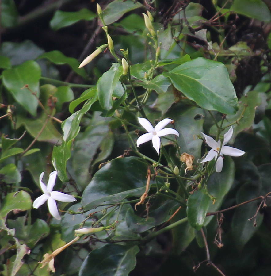Azores jasmine