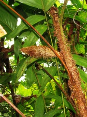 Bactris maraja