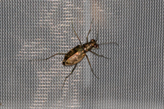 Ellipsoptera marginata