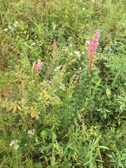 Spiraea tomentosa