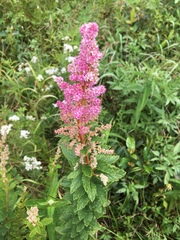 Spiraea tomentosa