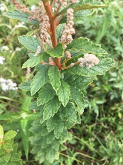Spiraea tomentosa