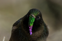 Blue-Mantled Thornbill photo 2