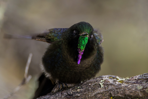 Blue-mantled Thornbill (Chalcostigma stanleyi), photo 10