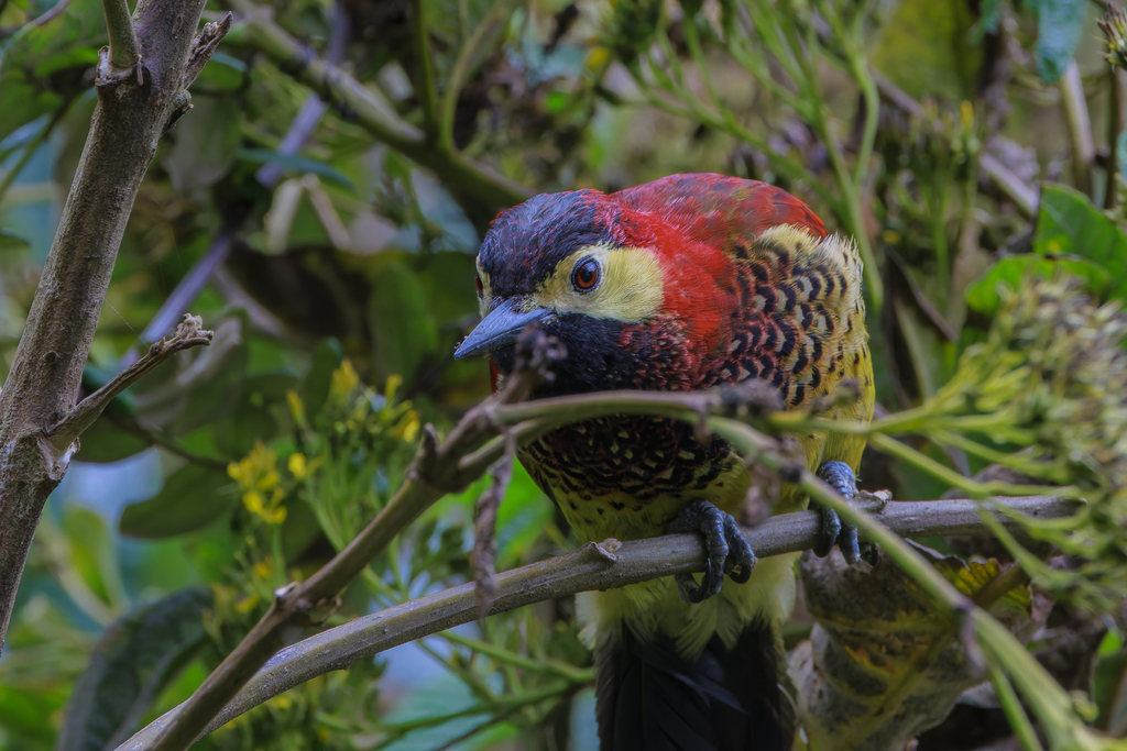 Crimson-Mantled Woodpecker