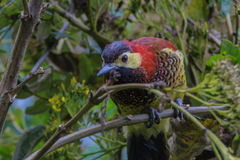 Crimson-Mantled Woodpecker photo 1