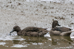 Andean Teal photo 5