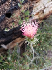 Cirsium andersonii