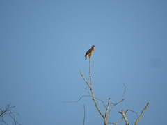 Patagioenas speciosa