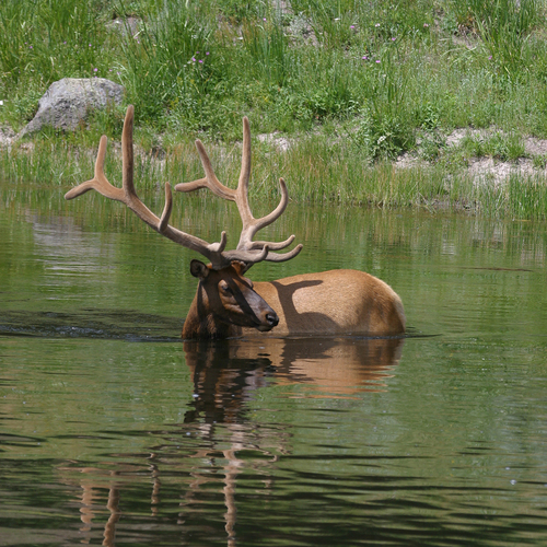 Elk photographed in Wyoming