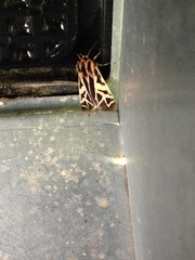 Apantesis williamsii