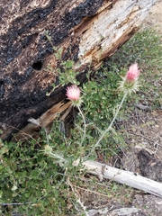 Cirsium andersonii