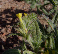 Arnebia hispidissima