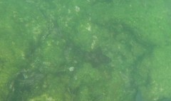 Heterodontus quoyi