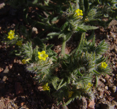 Arnebia hispidissima