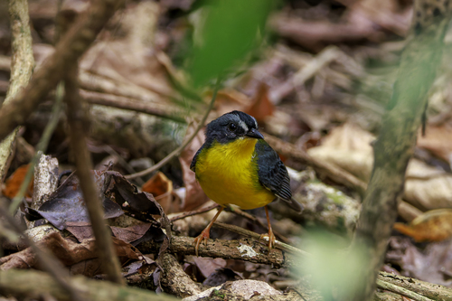 Grey-and-gold Warbler (Myiothlypis fraseri), photo 9