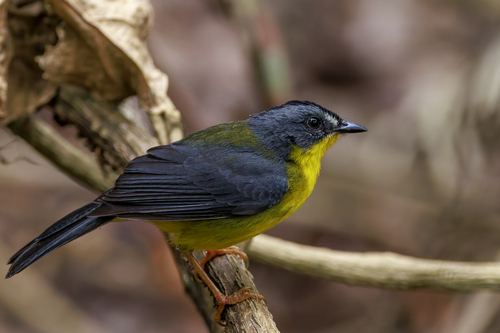 Grey-and-gold Warbler (Myiothlypis fraseri), photo 3