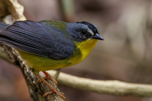 Grey-and-gold Warbler (Myiothlypis fraseri), photo 4