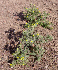 Arnebia hispidissima