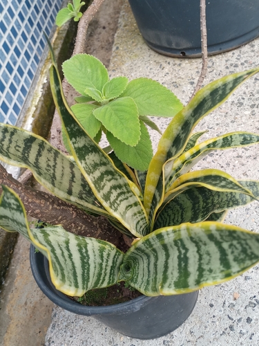 Sansevieria trifasciata 'Golden Hahnii'