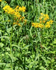 Senecio triangularis