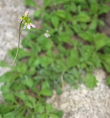 Arabidopsis