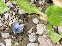 Glaucopsyche lygdamus