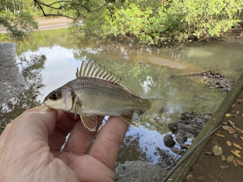 Sand grunt (Pomadasys branickii) — Haemulidae — 2