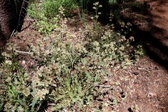 Phacelia hastata compacta