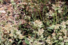 Phacelia hastata compacta