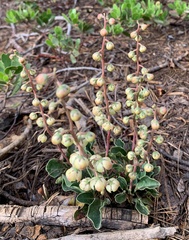 Pyrola dentata