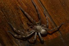 Palystes superciliosus