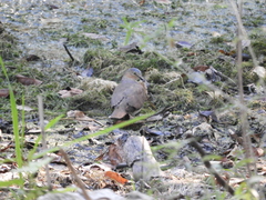 Leptotila plumbeiceps