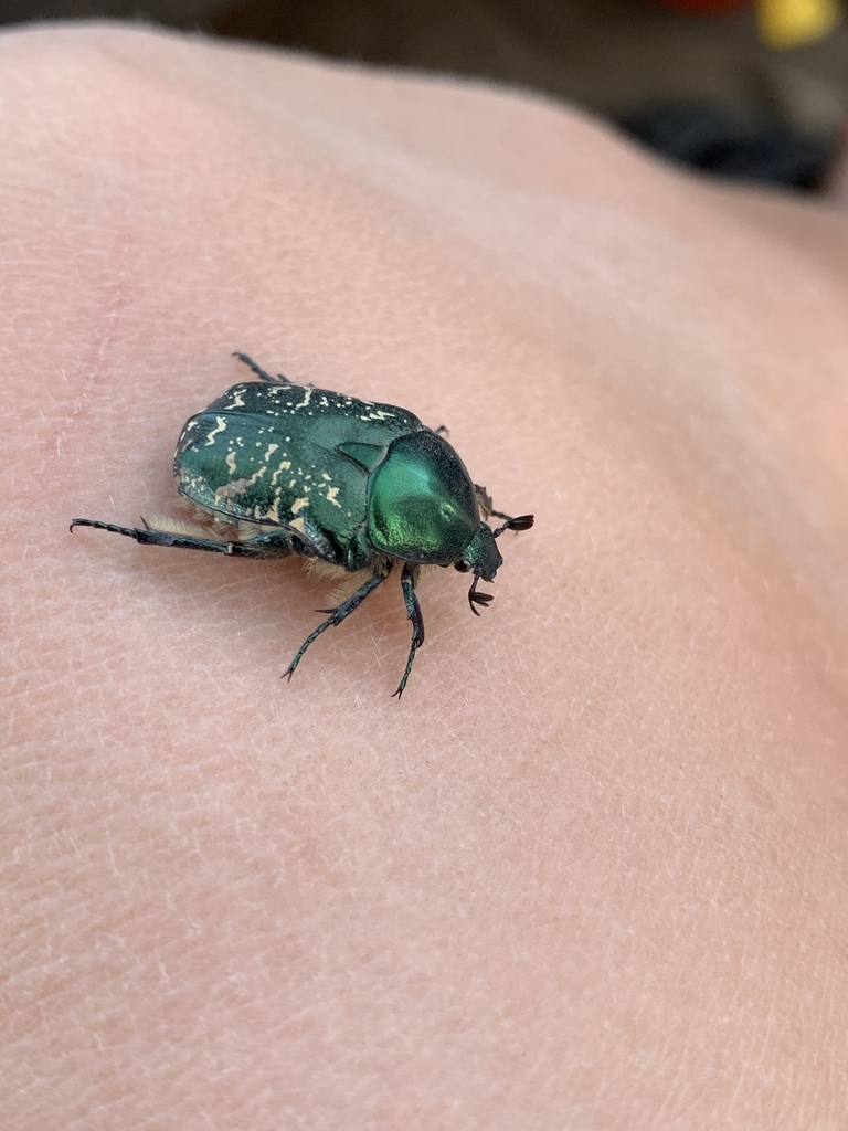 Protaetia ungarica sibirica from Khentii, , Khentii, MN on June 14 ...
