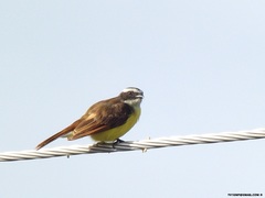 Myiozetetes cayanensis